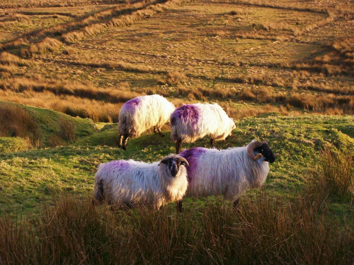 Clifden Wildflower Cottage - Clifden Countryside Lettings Eksteriør bilde