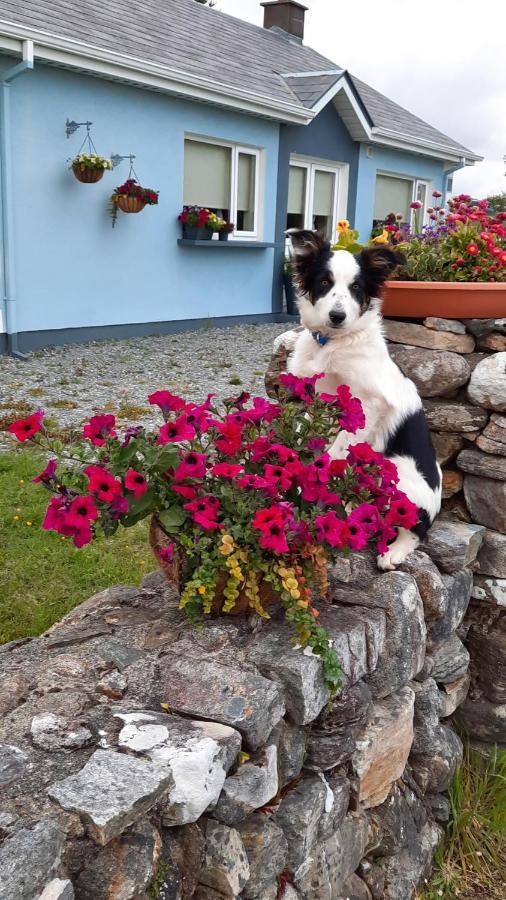 Clifden Wildflower Cottage - Clifden Countryside Lettings Eksteriør bilde